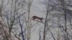 Tunceli’de görüntülendi! Kırmızı listede yer alıyor