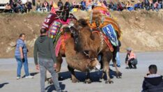 Türkiye’deki 5 bin deveyi ezbere biliyor