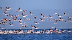 Van Gölü’nün zarif kış misafirleri