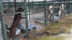 Veteriner Hekimler Odası: 14 Ocak’tan sonra barınaktaki yasaklı ırk köpekler sahiplenilemeyecek