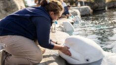 5 beyaz balinanın ikincisi de öldü