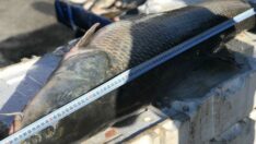 80 kiloluk dev balığın kilosu 50 liradan satışta