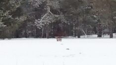 Ardahan’da nesli tükenme tehlikesi altında olan vaşak görüntülendi