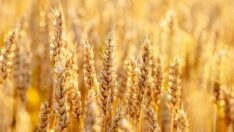 Askeri harekat sonrası buğday fiyatları 9 yılın zirvesinde