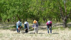 AYTO Yönetim Kurulu Üyesi Veli Tuna: Çiftçinin umutları tükendi dikim alanları daraldı