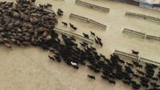 Baharın müjdecisi kuzular anneleriyle buluştu