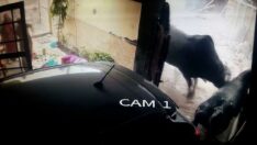 Boğa birden eve daldı, ne yapacaklarını şaşırdılar