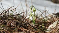 Bu çiçeği koparmanın cezası 109 bin 593 TL