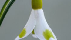 Bu çiçek 35 bin TL’ye satıldı