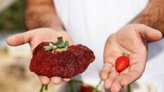 Çiftçiden dev çilek: Guinness Rekorlar Kitabı’na girdi