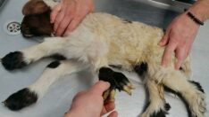 Denizli’de beş bacaklı kuzu doğdu