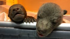 Donmak üzereyken bulunan 10 günlük bozayılar korumaya alındı