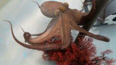 Dünyanın ilk ahtapot çiftliği etik tartışma yarattı