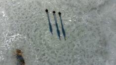 Eymir Gölü buz tuttu