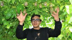 Fidanı 10 yıl meyve veriyor, 1 dönüm araziden 200 bin lira kazandırıyor