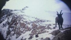 Fotokapana poz verenler: Ayı, kurt, dağ keçisi…