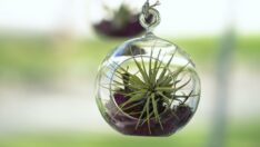Hava bitkisi (air plant) nedir, evde hava bitkisi nasıl yetiştirilir?