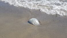 Her biri en az 1 kilo! Alanya’da sahile vurdular, korkudan kimse yaklaşamadı