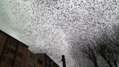 Her gün aynı saatte gökyüzünde muhteşem dans