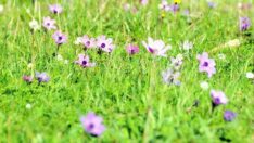 İlk cemre havaya düştü, Bodrum’da bahar havası yaşandı