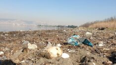 İzmit Körfezi sahili çöplüğe döndü