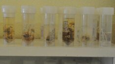 Konya’da yeni ‘otbiçen’ türü keşfedildi: Dünyada ilk kez…