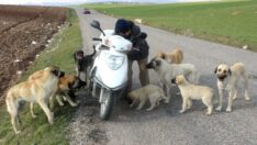 Köpekler onu korna sesinden tanıyor