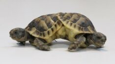 Koruma altına alınan siyam ikizi kaplumbağalar öldü