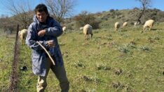 Koyun güderek 1000 dönüm arazi satın aldı