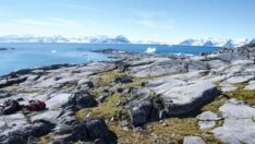 Küresel ısınmanın etkisiyle Antarktika çiçek açtı