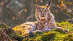 Nesli tükenen vaşağı öldürdü