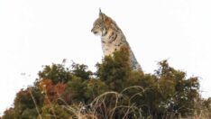 Nesli tükenme tehlikesi altındaki vaşak görüntülendi