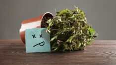 Ölmek üzere olan bir bitkiyi canlandırmak için 6 ipucu