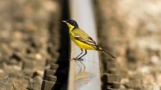 Raylar üzerinde 15 yılda 21 kuş türü görüntüledi