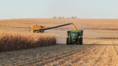 Rusya krizi ekmeğimizi tehdit ediyor