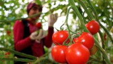 Sebze ve meyvede zehirli Nazi gazı alarmı