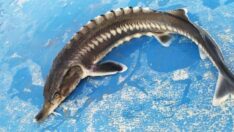 Son üç ayda dört kere görüldü: Havyarı 2 milyon lira