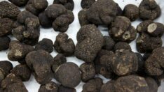 Trüf mantarı NFT müzayedesiyle satışa çıktı