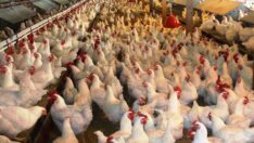 Vatandaşın gıdası tavuk kırıntısı