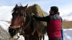 Yaban keçileri için Pagan Dağı’na atlarla ot taşıdılar