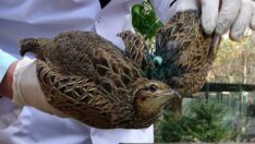 Yaralı turaç kuşu tedavi altına alındı