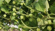 Yüksek lif oranına sahip… Altın çileğin fiyatı da ‘altın’ gibi