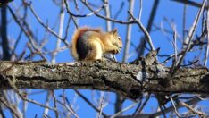Yüksekova’nın sevimli sincapları