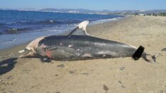 Yunus ve deniz kaplumbağası ölü bulundu