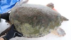 100 caretta caretta göç etmiyor, Dalyan’da kışlıyor