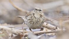 13 yıl sonra yeniden görüntülendi