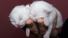 2022 yılının ilk yavru Van kedileri dünyaya gözlerini açtı