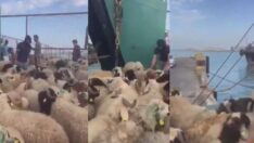 2,5 milyon küçükbaş hayvan Katar’a gönderildi iddiası
