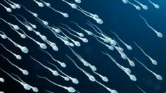 3D yazıcıyla kısırlığı tedavi etmeye çalışıyorlar