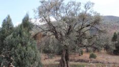 400 yıllık zeytin ağaçları ilçeye ışık oldu